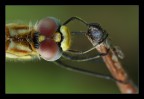 Sympetrum fonscolombii femmina Sympetrum fonscolombii femmina