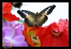 Butterfy Arc Butterfy Arc