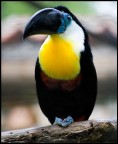 Tucano Tucano