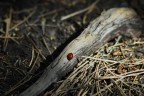 Coccinella Coccinella