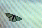 Digital Butterfly Digital Butterfly