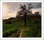 L'albero dei sogni...