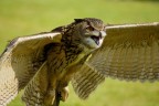Rapace Rapace