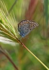 Lycaenidae Lycaenidae