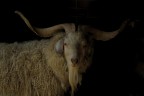 Ritratto di un vecchio caprone Ritratto di un vecchio caprone