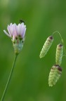 Mosca su allium roseum Mosca su allium roseum