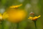 Nel Giallo Nel Giallo