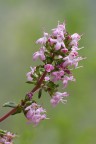 Fiori di Timo