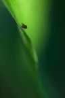 Verde verde verde Verde verde verde