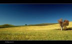 lonely tree lonely tree