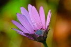 Un fiore Un fiore