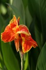 Tramonto di petali Tramonto di petali