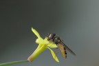 Sul Fiore Sul Fiore