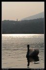 Swan Sunset Swan Sunset
