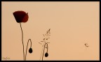 La valse des fleurs La valse des fleurs