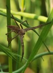 aracnide aracnide
