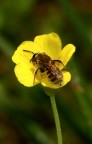 APINA APINA