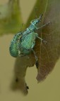 Curculionidae Curculionidae