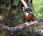 Martino Martino