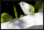 Sopra la calla... Sopra la calla...