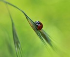 coccinella coccinella