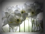 fiori fiori
