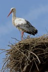 cicogna cicogna