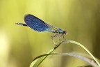 Calopteryx splendes Calopteryx splendes
