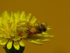 Il Giallo assassino Il Giallo assassino