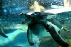 Loro parque-Tenerife.
Commenti e critiche ben accetti