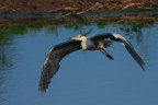 Cenerino in volo