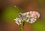(Anthocharis cardamines) ..ancora lei (Anthocharis cardamines) ..ancora lei