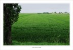 Il tappeto verde.... Il tappeto verde....