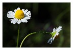 Matricaria recutita L. Matricaria recutita L.