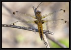 Libellula
