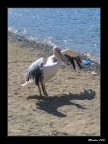 Pellicano sulla riva.... Pellicano sulla riva....