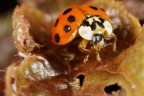 Ancora coccinelle