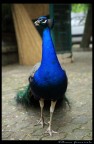 ...sei proprio un pavone! ...sei proprio un pavone!