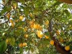 limoni limoni