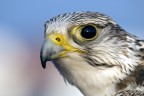 falco falco