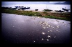 Stelle Cadute Stelle Cadute