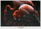 flamingos