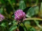 fiore di campo fiore di campo