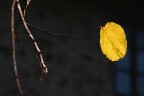 Ultimo baluardo di un autunno Ultimo baluardo di un autunno