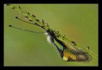 Libelloides longicornis Libelloides longicornis