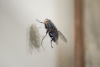 bzzzzzz bzzzzzz