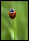 Una Cocci Una Cocci