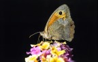 Farfalla Farfalla