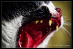 Gatto Gatto