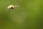 Volo Nel Verde 2 Volo Nel Verde 2